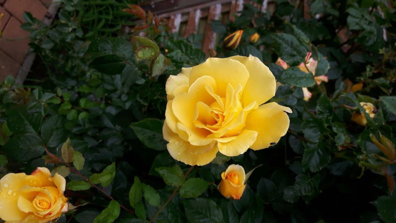 Reiterbauernhof Schoenlehenhof Mank ภายนอก รูปภาพ